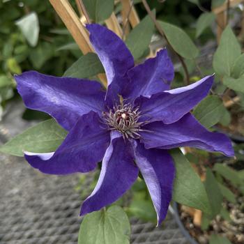 Clematis - Clematis 'The President'