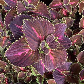 Coleus - Coleus 'Main Street Franklin Street'
