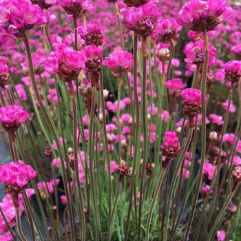 Armeria maritima - Thrift 'Multiple Varieties'