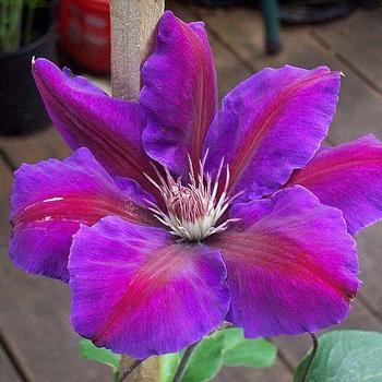 Clematis - Clematis 'Horn of Plenty'