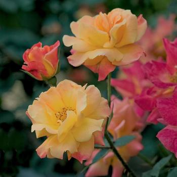 Rosa - Rose 'Josephs Coat'