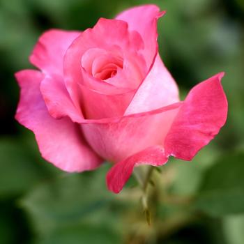 Rosa - Rose 'Elizabeth Taylor'