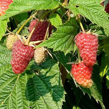 Rubus - Raspberry 'Kokanee'