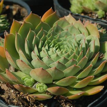 Sempervivum - Hens and Chicks 'Silver King' 