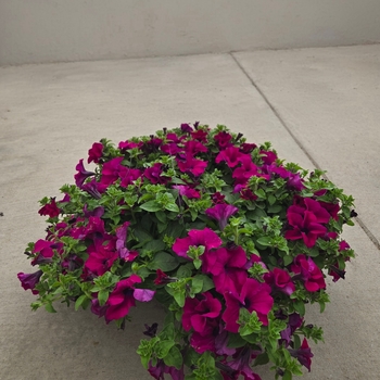 Surfinia Petunia - Petunia Hanging Basket