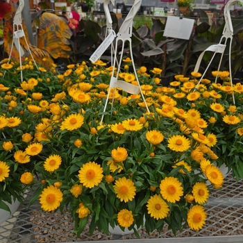 Basket Series Strawflower - Strawflower Hanging Basket