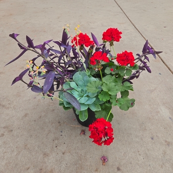 Heat and Drought Tolerant Varieties - Drought Planter