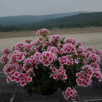 Interspecific Geranium - Geranium Basket