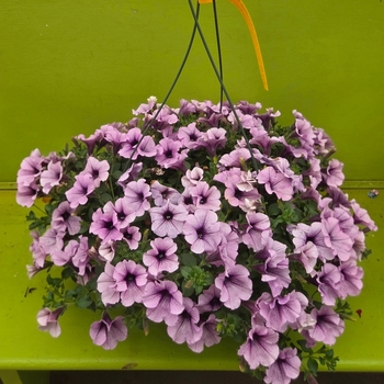 Surfinia Petunia - Petunia Basket