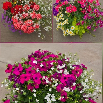 Assorted Sun Annuals - Sun Mix Basket