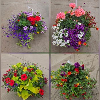 Assorted Sun Annuals - Sun Mix Basket