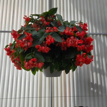 Begonia 'Dragon Wing' - Dragon Wing Basket