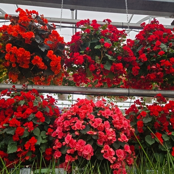Solenia Begonia - Begonia Basket