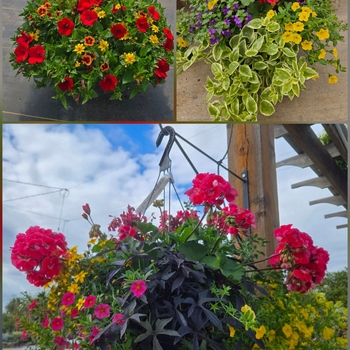 Assorted Sun Annuals - Sun Mix Basket 