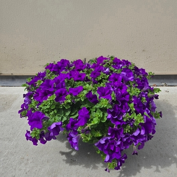 Surfinia Petunia - Petunia Basket