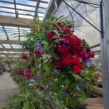 Assorted Shade Annuals - Shade Mix Basket