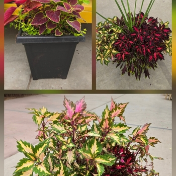 Solenostemon - Coleus Sun Mix