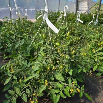Hanging Basket - Tomato 'Tumbling Tom Red' 