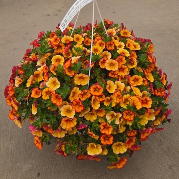Million Bells (Mini Petunia) - Calibrachoa Basket