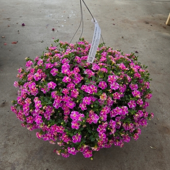 Million Bells (Mini Petunia) - Calibrachoa Basket