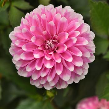 Dahlia - Dahlia 'Dalaya Pink Lace'