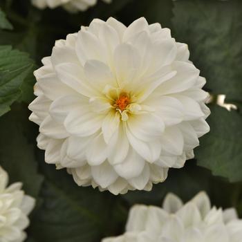 Dahlia - Dahlia 'Dalaya White'