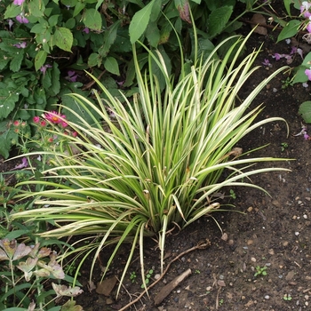 Acorus gramineus - Sweet Flag 'Variegatus' 