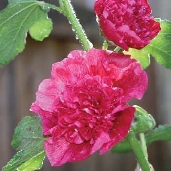 Alcea rosea - Hollyhock 'Chater's Double Mix'