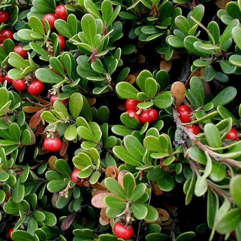 Arctostaphylos uva-ursi - Bearberry 'Vancouver Jade' 