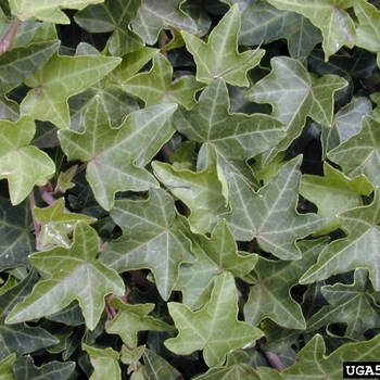 Hedera helix - English Ivy 