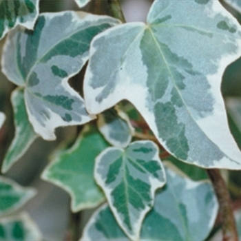 Hedera helix - English Ivy 'Glacier'