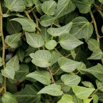 Hedera helix - English Ivy 'Teardrop' Hedera helix - English Ivy 'Teardrop'