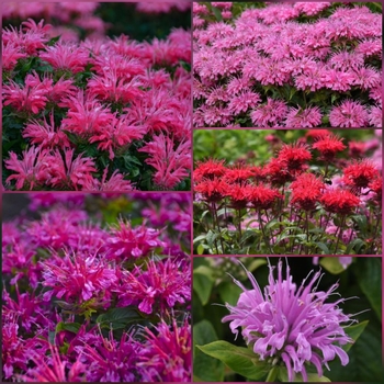 Monarda - Bee Balm 'Bee You Series'