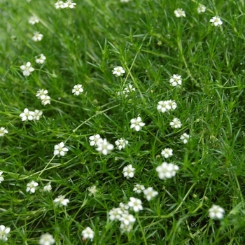 Sagina subulata - Moss 'Scotch'