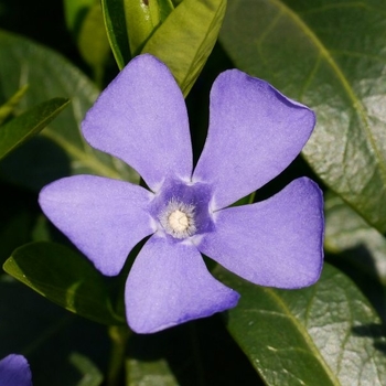 Vinca minor - Periwinkle 'Miss Bowles'