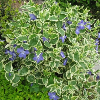 Vinca minor - Periwinkle 'Variegata'