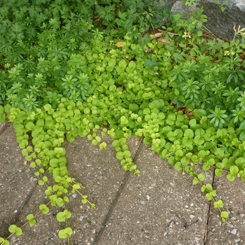 Lysimachia nummularia - Creeping Jenny 'Goldii'