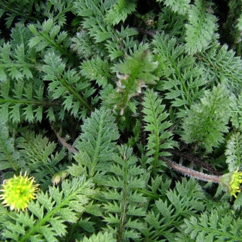 Leptinella squalida - Brass Buttons