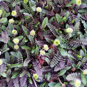 Leptinella squalida - Brass Buttons 'Platt's Black' Leptinella squalida - Brass Buttons 'Platt's Black'