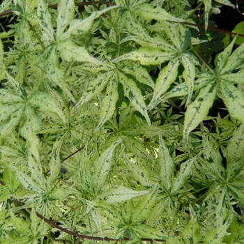 Acer palmatum - Japanese Maple 'Ukigumo' 