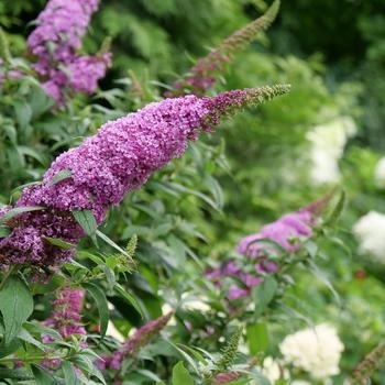 Buddleia - Butterfly Bush 'Pugster Pinker'