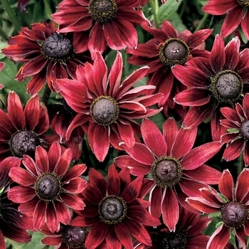 Rudbeckia hirta (Black Eyed Susan) - Rudbeckia 'Cherry Brandy' 