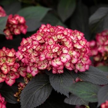 Hydrangea macrophylla - Hydrangea 'Eclipse'
