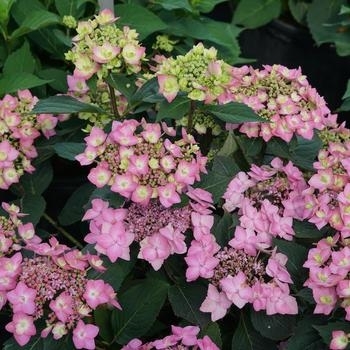 Hydrangea macrophylla x serrata - Hydrangea 'Let's Dance Can Do'