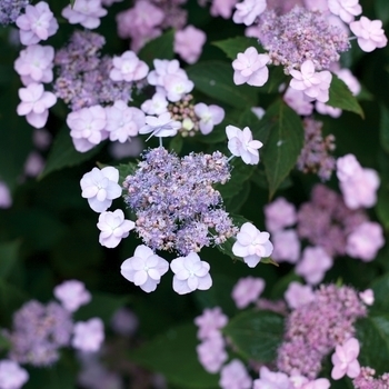 Hydrangea serrata - Hydrangea 'Tiny Tuff Stuff'