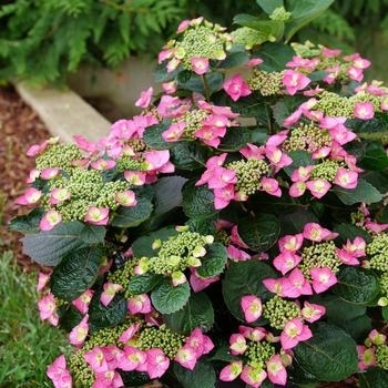 Hydrangea serrata - Hydrangea 'Tuff Stuff Top Fun'