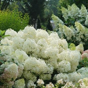 Hydrangea paniculata - Hydrangea 'Puffer Fish'