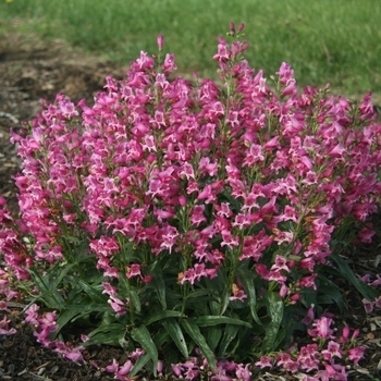 Penstemon - Beard Tongue 'Rock Candy Pink'