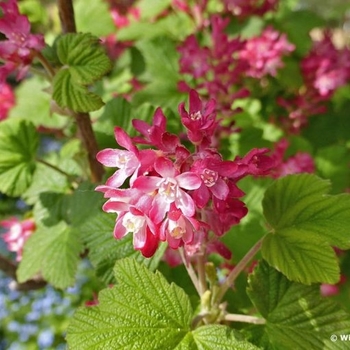 Ribes sanguineum - Currant 'King Edward'
