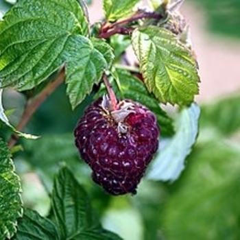 Rubus - Raspberry 'Brandywine'